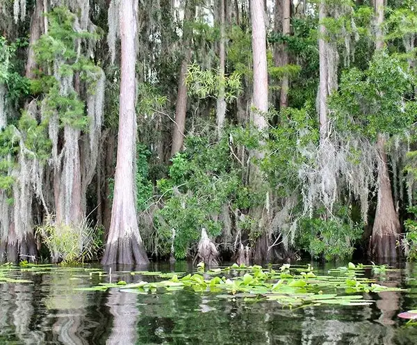 Cypress Lake