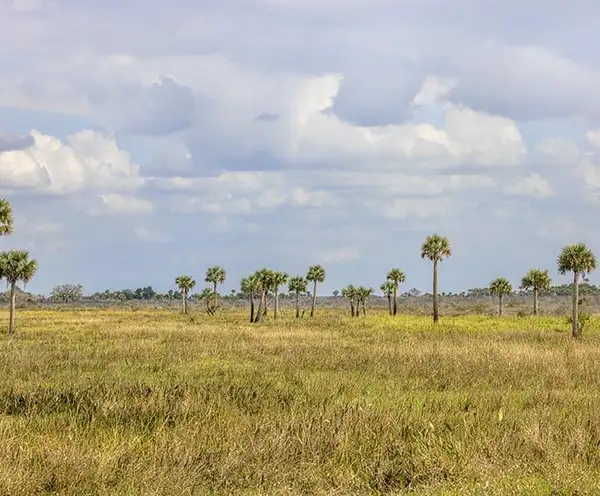 Kissimmee Prairie Reserve State Park