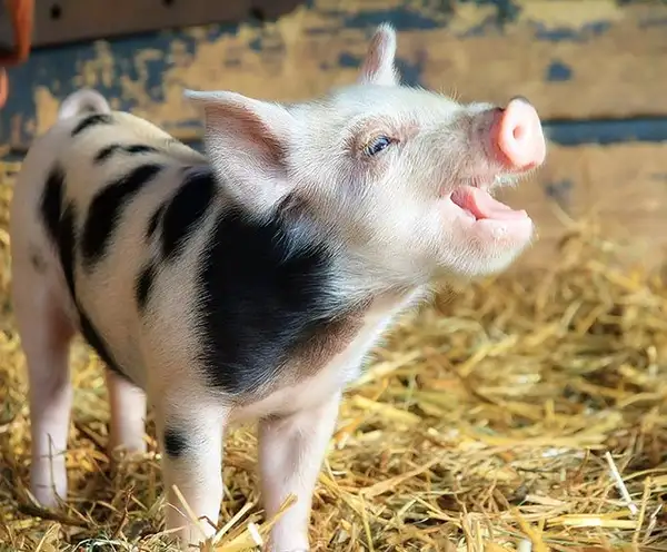 Green Meadows Petting Zoo