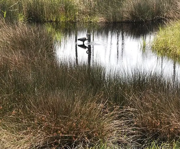 Bon Secour National Wildlife Refuge