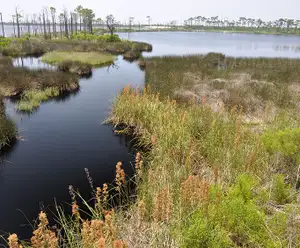 Bon Secour River