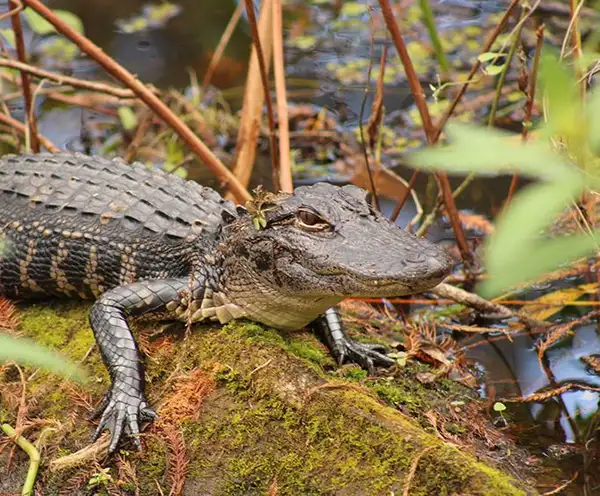 Kissimmee Swamp Tours