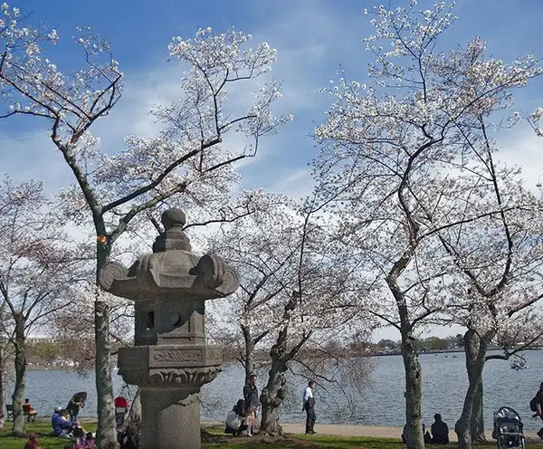 Japanese Lantern