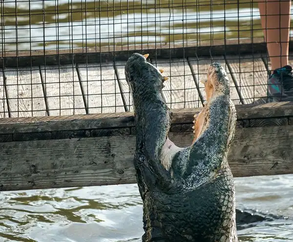 Alligator Adventure