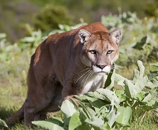 Oatland Island Wildlife Center