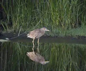 Wassaw National Wildlife Refuge