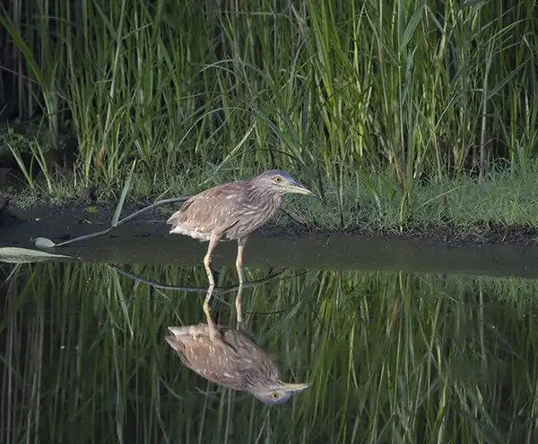 Wassaw National Wildlife Refuge