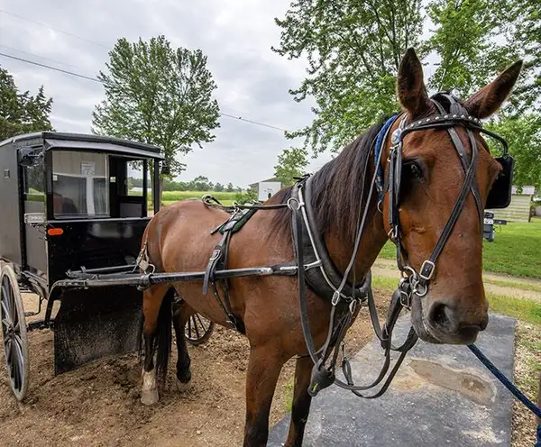 Abe's Buggy Rides