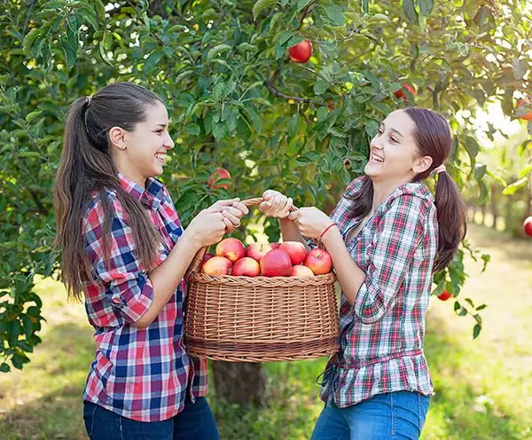 Apple Barn Cider Mill & General Store