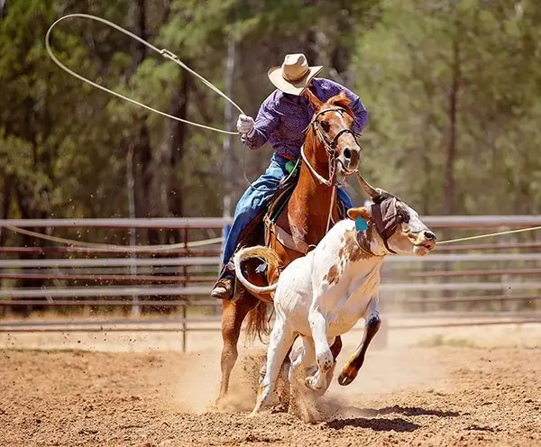 Tejas Rodeo Company