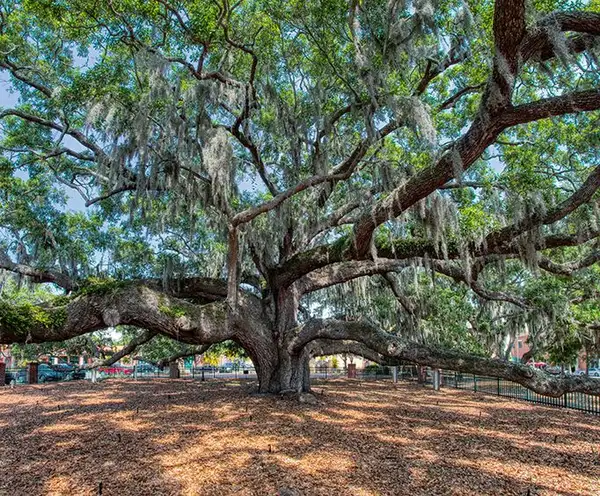 Big Tree Park in Orlando, FL