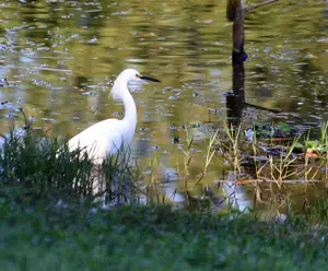 Demetree Park in Orlando, FL