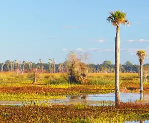 Hal Scott Regional Preserve and Park in Orlando, FL