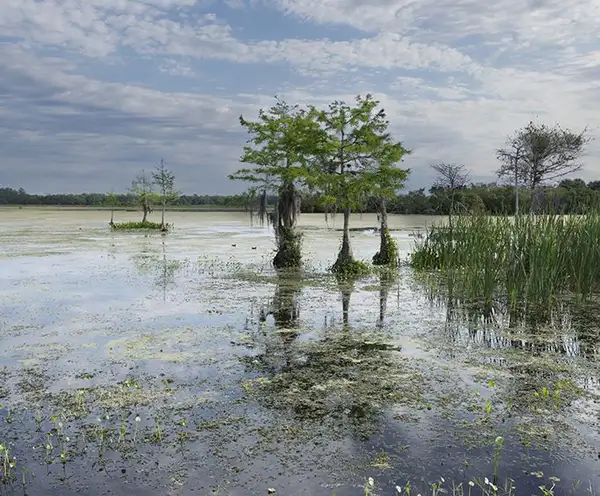 Orlando Wetlands in Orlando, FL