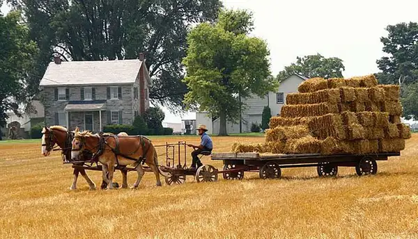 Plain and Fancy Farm